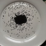 build your immunity with black seed